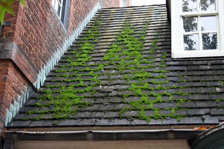Roof Moss Cleaning